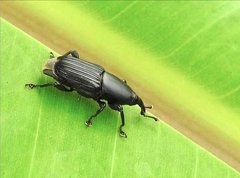 Odoiporus longicollis