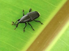 Odoiporus longicollis