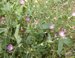 Sidalcea glaucescens