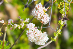 Eriogonum fasciculatum fasciculatum