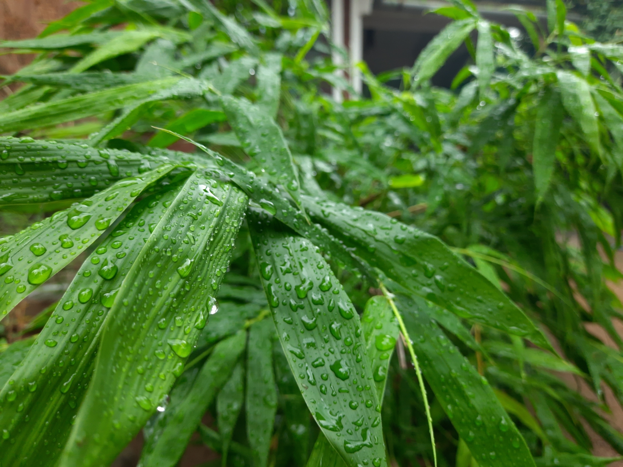 Female Bamboo (Bambusa balcooa)