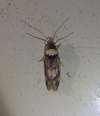 Sphyrelata nefanda