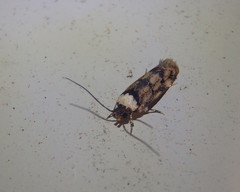 Sphyrelata nefanda
