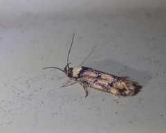 Sphyrelata nefanda