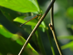 Ceriagrion fallax