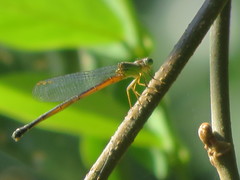 Ceriagrion fallax