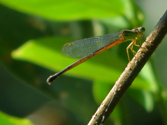 Ceriagrion fallax