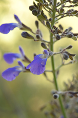 Salvia thyrsiflora