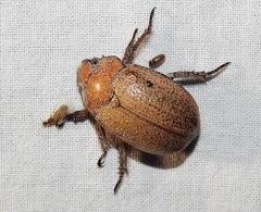 Anoplognathus velutinus