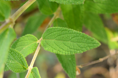 Salvia thyrsiflora