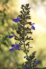 Salvia thyrsiflora