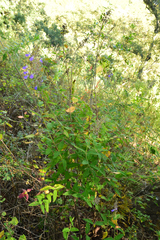 Salvia thyrsiflora