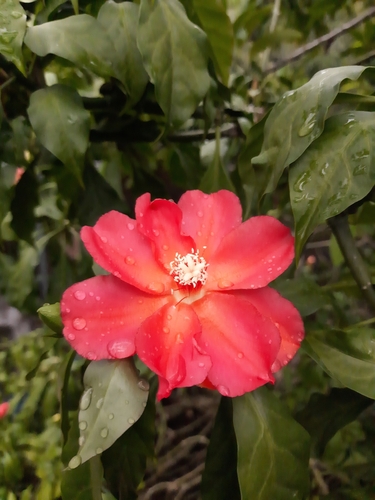 Leuenbergeria bleo