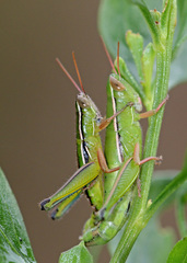 Aptenopedes