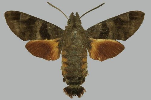 Macroglossum milvus