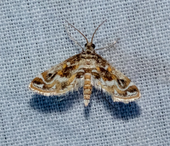 Parapoynx diminutalis