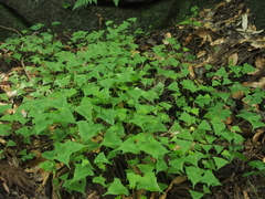Persicaria debilis