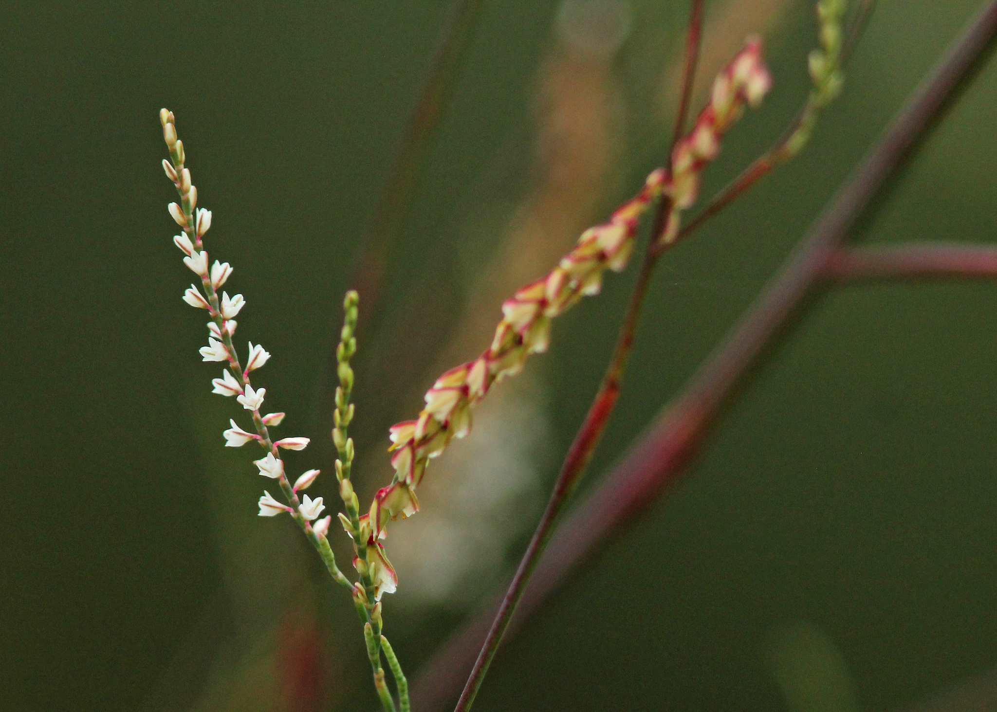 Polygonella gracilis