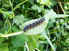 Doleschallia bisaltide