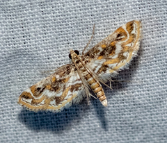 Parapoynx diminutalis