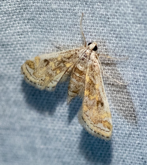 Parapoynx diminutalis