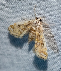 Parapoynx diminutalis