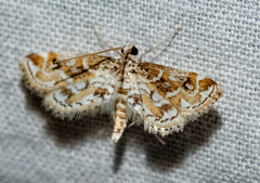 Parapoynx diminutalis