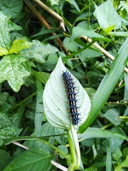 Doleschallia bisaltide