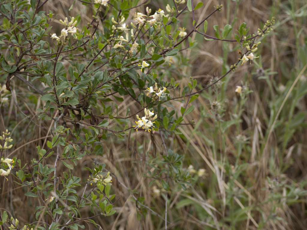 Southern Honeysuckle from Vista, CA, USA on June 6, 2023 at 0917 AM by