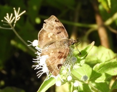Arteurotia tractipennis tractipennis