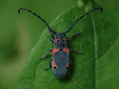 Tetraopes discoideus