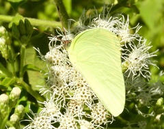 Aphrissa statira statira