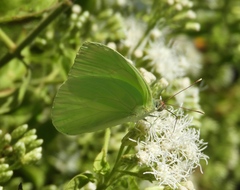 Aphrissa statira statira