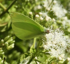 Aphrissa statira statira