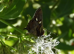 Anteros carausius carausius