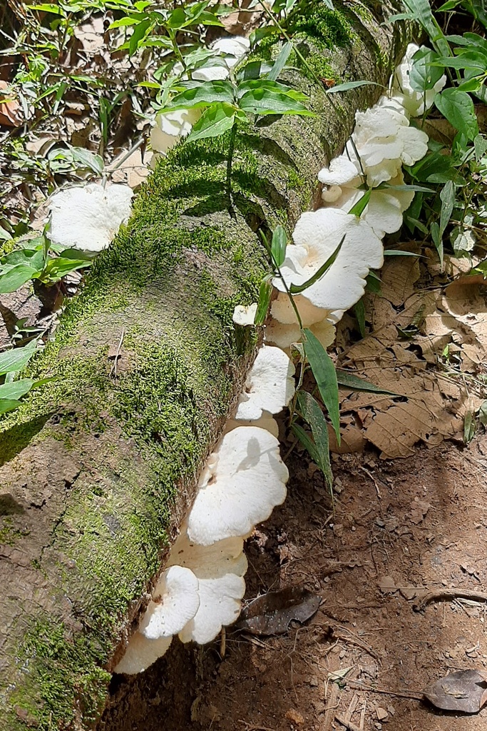 Favolus brasiliensis · January 2021 · photo: © yoannisd (iNaturalist, cc-by)