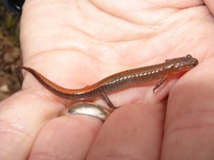 Plethodon websteri