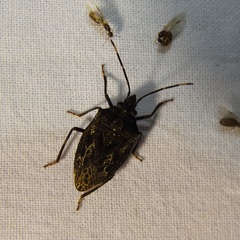 Aglaophon variegatus