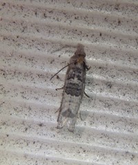 Spilonota constrictana