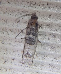 Spilonota constrictana
