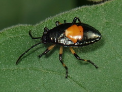 Largus cinctus