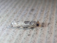 Spilonota constrictana