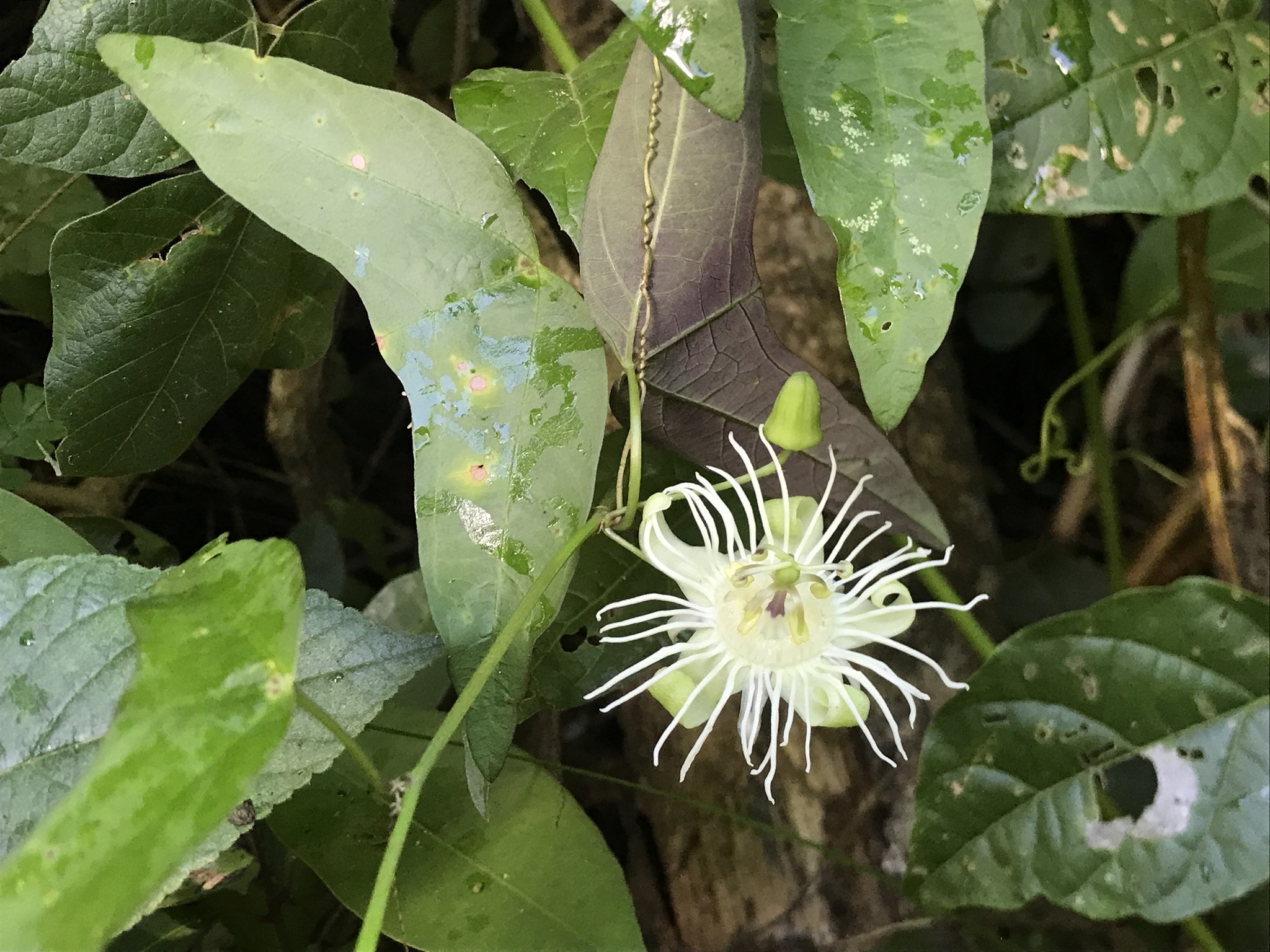 Passiflora misera