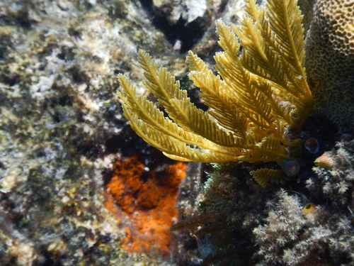 Pachyrhynchia cuppressina