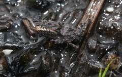 Paratettix argillaceus