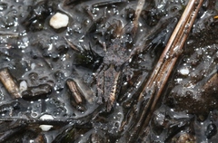 Paratettix argillaceus