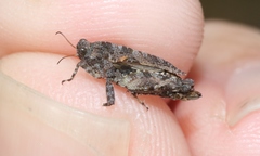 Paratettix argillaceus