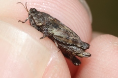 Paratettix argillaceus
