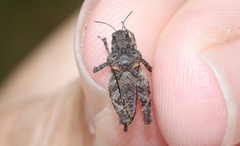 Paratettix argillaceus