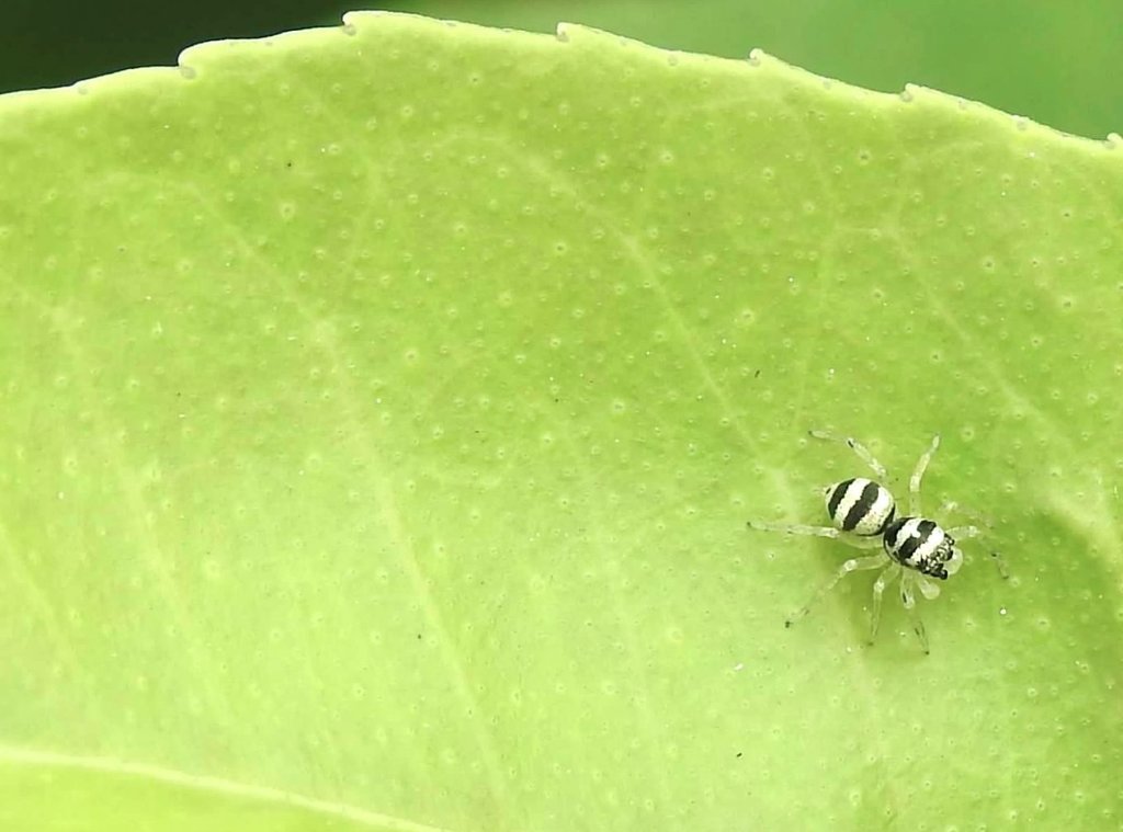 Phintella suavis
